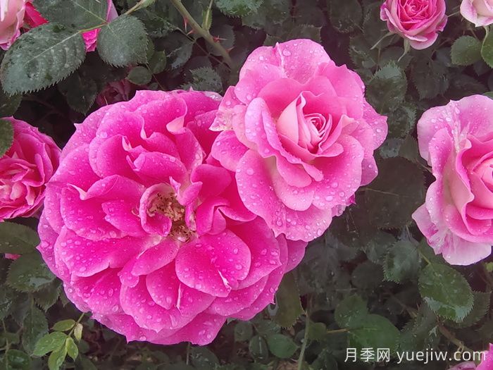 月季花能抗多少度的低溫？(圖1)