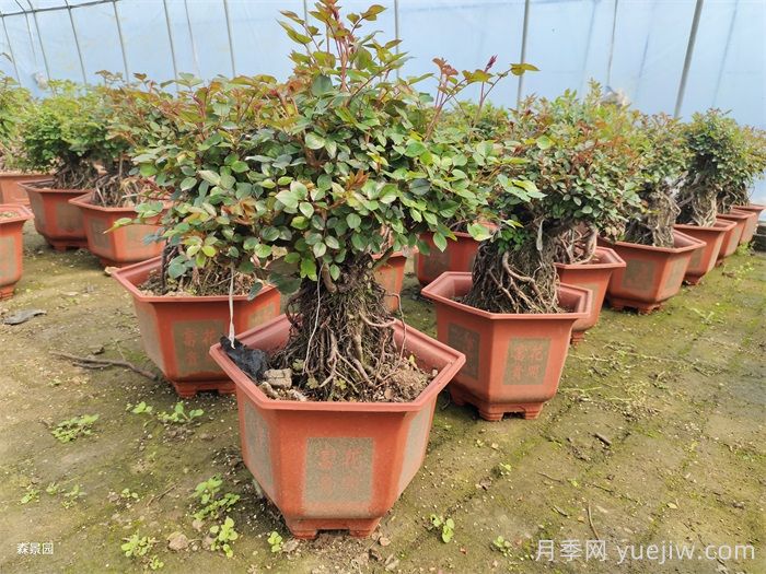 春天月季怎么管理開花多？(圖3)