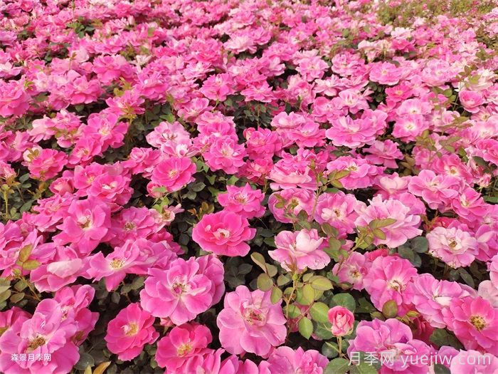 夏季月季幾天澆一次水？(圖1)