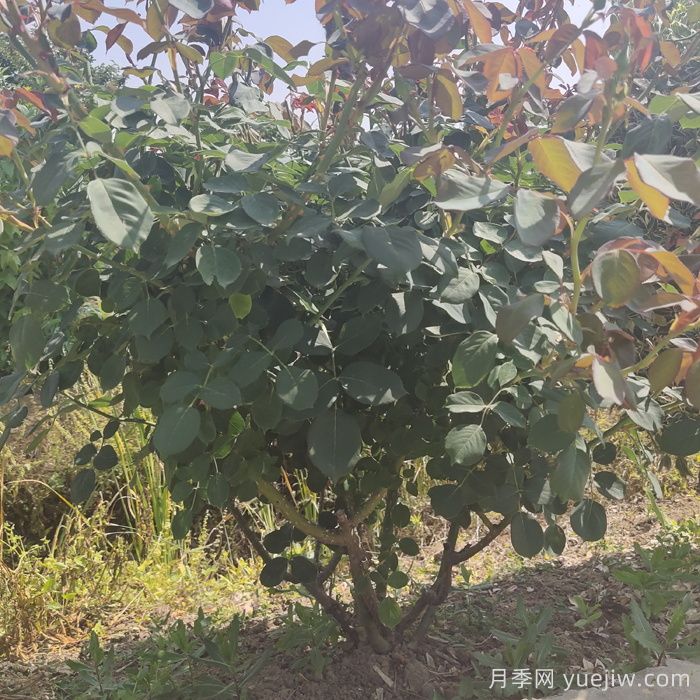 地栽月季花的養(yǎng)殖方法和注意事項(xiàng)(圖1)