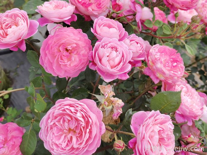 月季怎么養(yǎng)開(kāi)花久？(圖1)