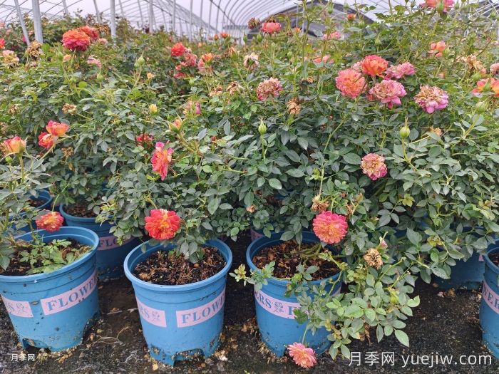 月季花白粉病如何防治？(圖1)
