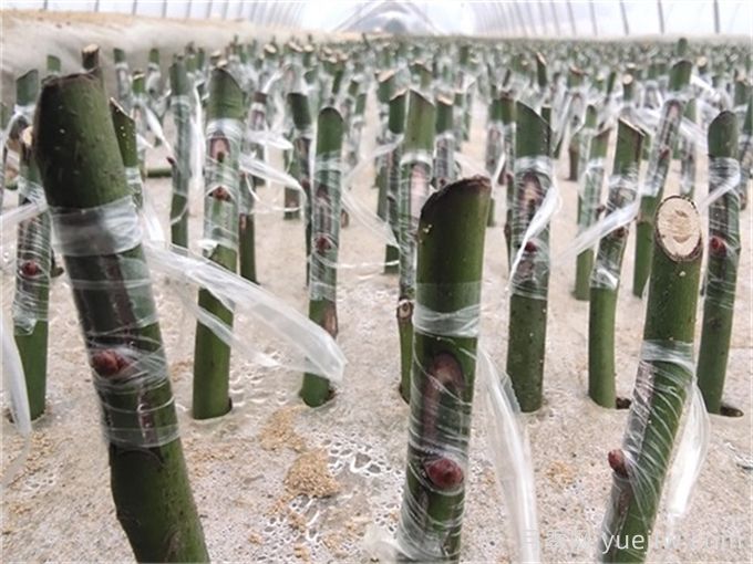 月季的繁殖方法有哪些？五大方法詳解(圖2)