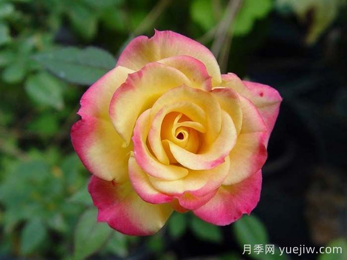 蜜蜂膝蓋月季/非常出色月季(圖2)
