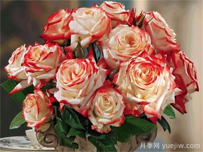 法拉皇后月季多長時間能長成大灌木？(圖1)