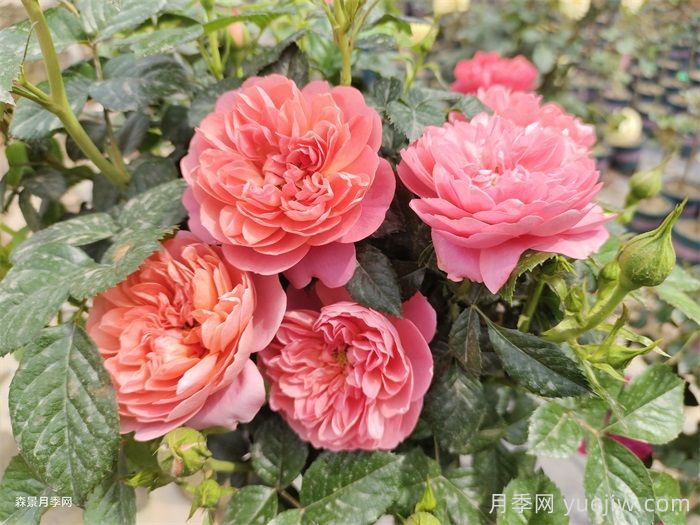 紅蘋果月季與紅色果汁月季有什么區(qū)別？(圖2)