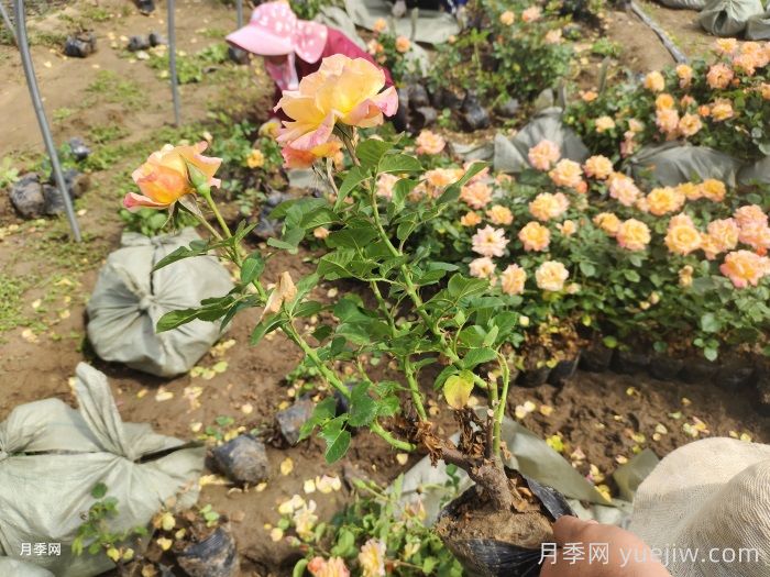 澳州黃金月季有什么優(yōu)點？值得入手嗎？(圖2)