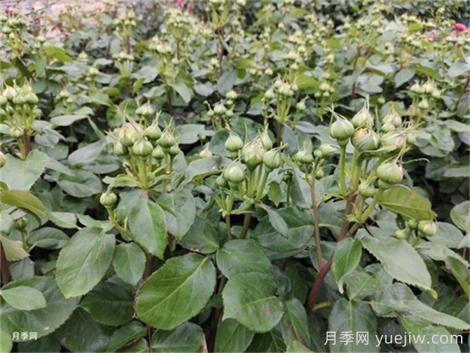 月季到了5月份還不開(kāi)花是什么原因？(圖1)