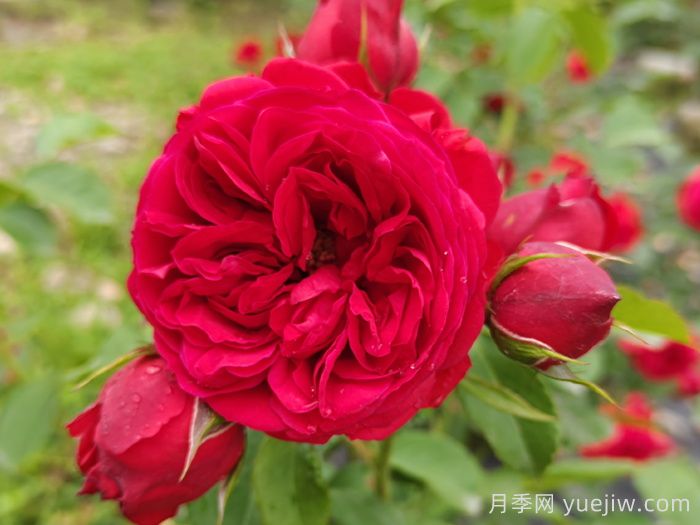 紅蘋果月季和紅舞裙月季有什么區(qū)別？(圖1)