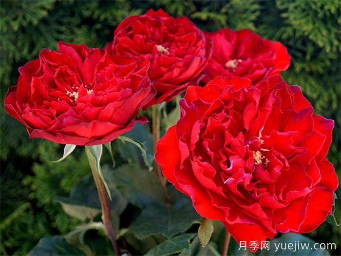 紅蘋果月季和紅舞裙月季有什么區(qū)別？(圖2)