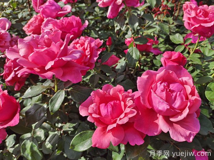月季花：此花無(wú)日不春風(fēng)(圖1)