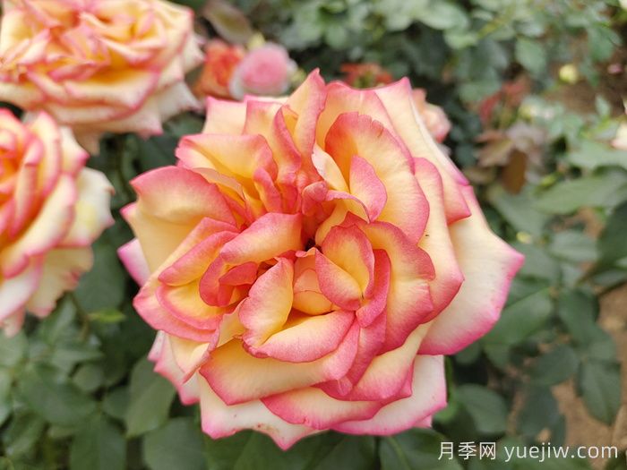 想要月季多開花、花質(zhì)好？學(xué)會這三點(圖1)