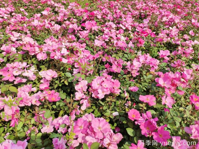 想要月季多開花、花質(zhì)好？學(xué)會這三點(圖2)