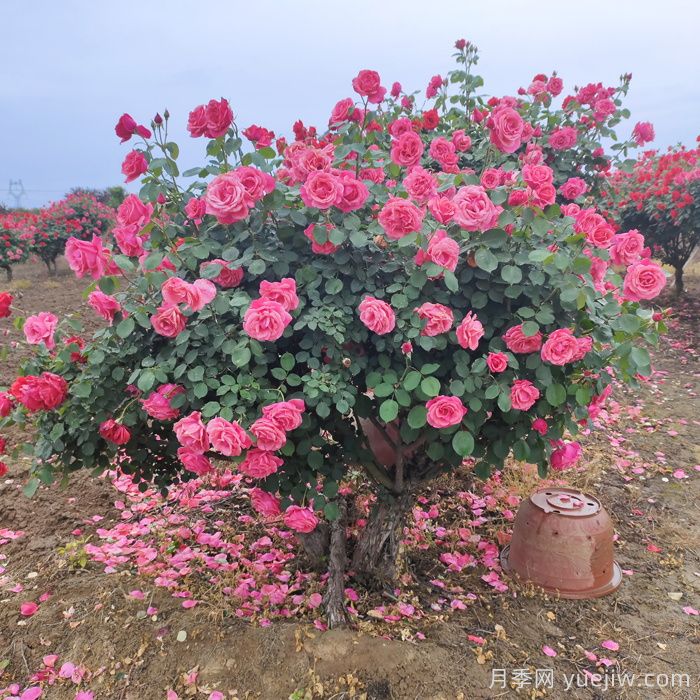 月季花怎么養(yǎng)***好?(圖1)