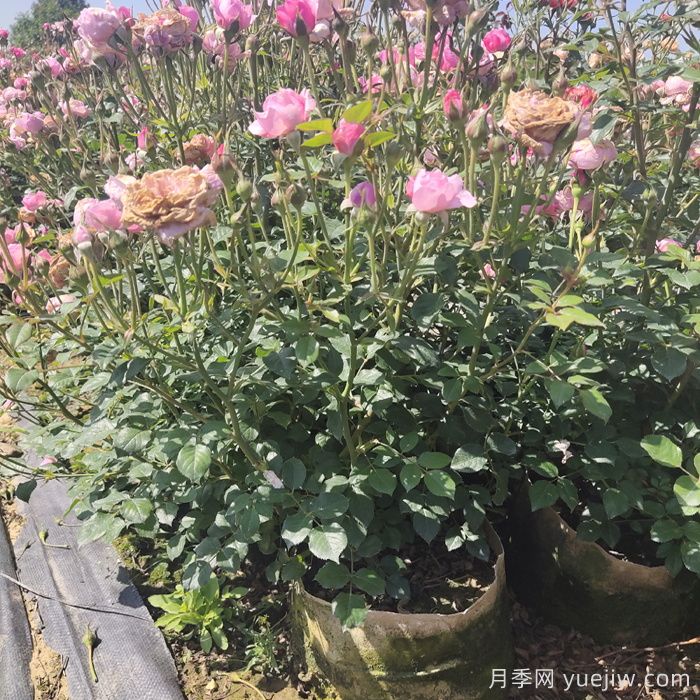 月季花期為什么有長(zhǎng)有短？(圖2)