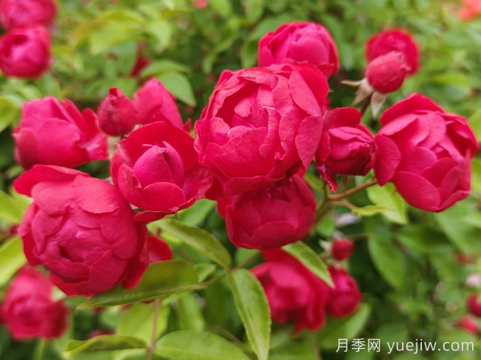 東北能種月季花嗎？(圖1)