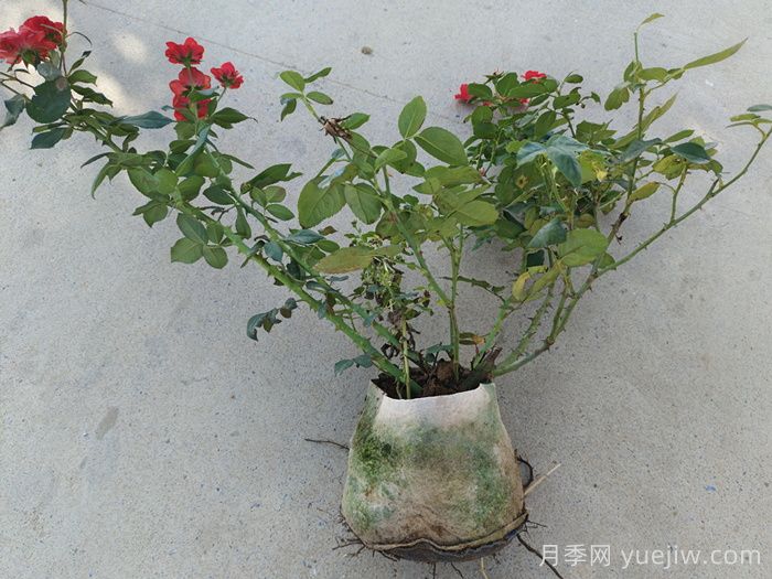 月季花越長(zhǎng)越差的原因分析(圖2)