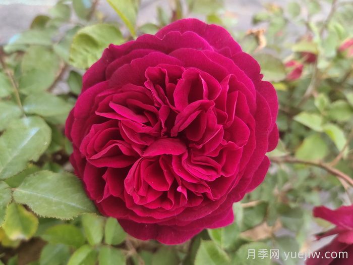 黑魚(yú)子醬月季和黑伍德月季哪個(gè)好？(圖1)