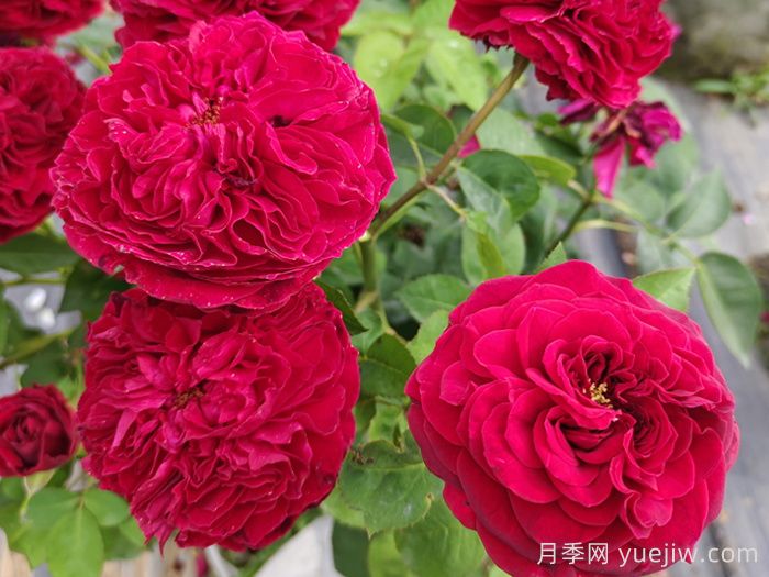 黑魚(yú)子醬月季和黑伍德月季哪個(gè)好？(圖2)