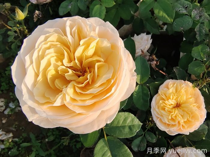 不同顏色的月季花語與寓意(圖2)