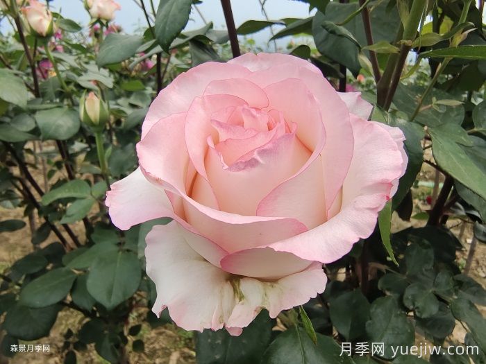 愛莎玫瑰和艾莎月季有什么區(qū)別？(圖1)