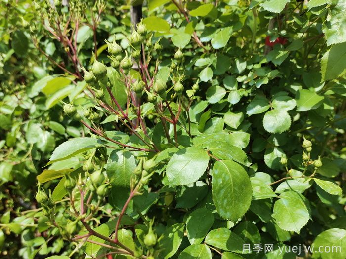 月季花苞需要疏蕾嗎？(圖1)