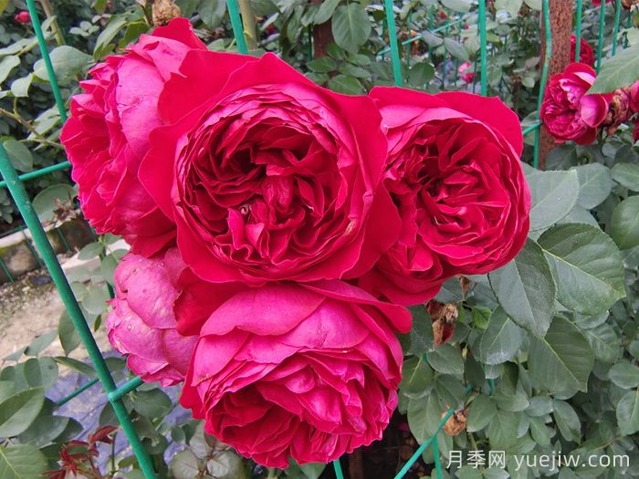 新疆可以種植哪些月季花品種？(圖3)