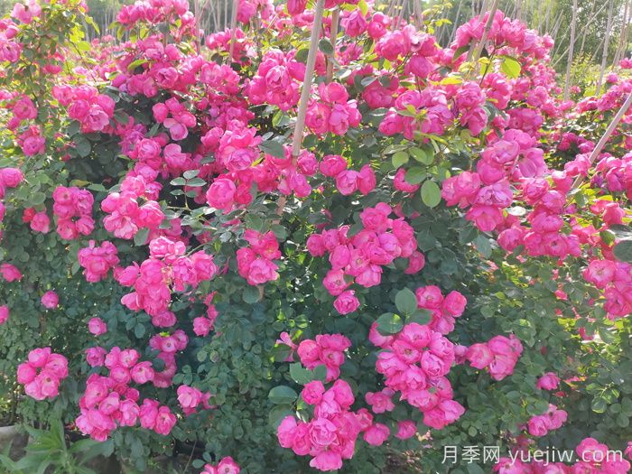 西藏園林綠化有哪些適合的月季？(圖2)