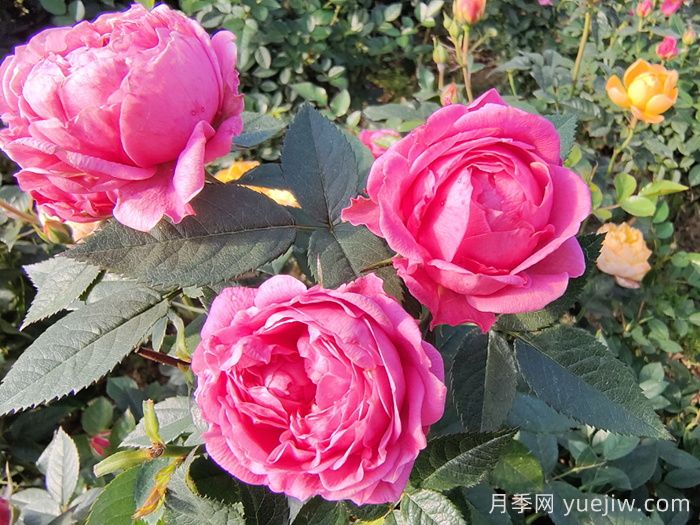月季花的適宜生長溫度是多少(圖1)