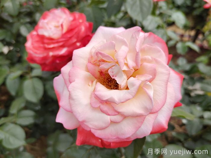 月季花在高溫環(huán)境下如何養(yǎng)護(hù)(圖1)