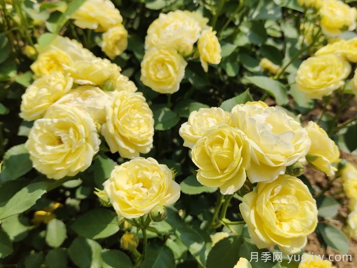 給月季花澆水時(shí)要避免澆到哪些部位？(圖1)