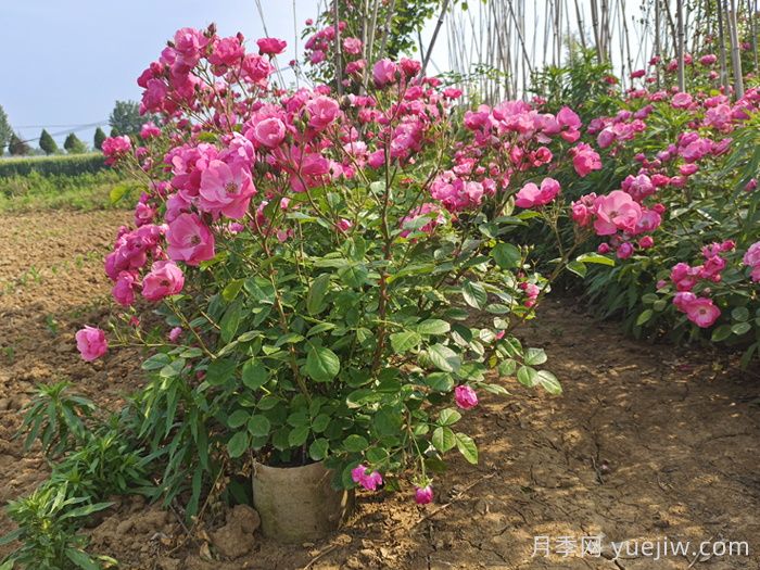 護(hù)坡可以種月季花嗎？(圖1)