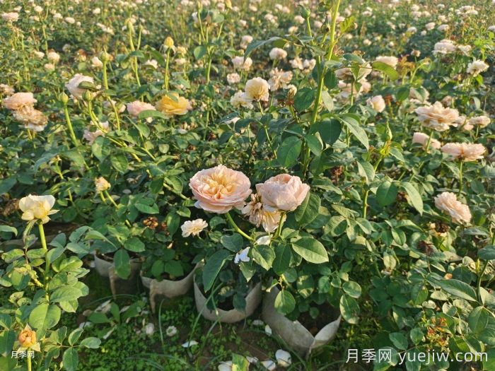 剛買來的月季葉黃脫落怎么辦？(圖1)