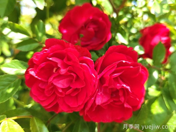 紅木香月季和夏令營月季有什么區(qū)別？(圖1)
