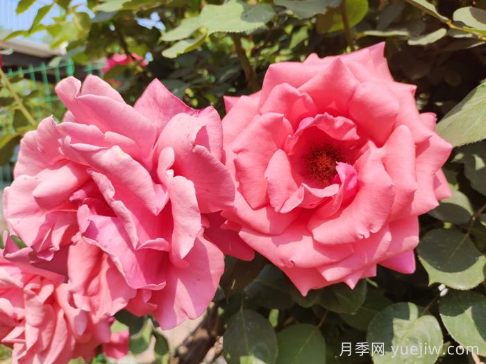月季的花朵***大可以長(zhǎng)到多少厘米？(圖1)