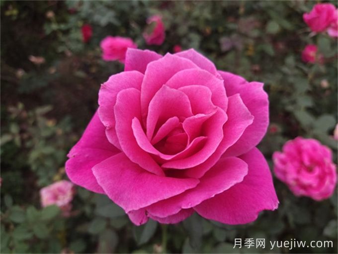 花朵直徑在15-20厘米的大花月季品種有哪些？(圖3)