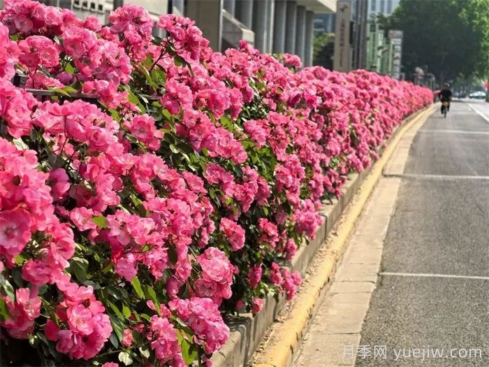 上海月季：申城月季全城開(kāi)，賞月季地圖指南(圖7)