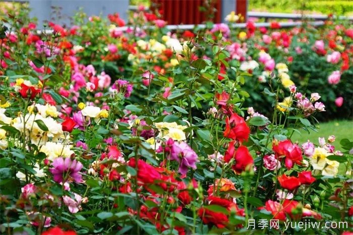 上海月季：申城月季全城開(kāi)，賞月季地圖指南(圖5)
