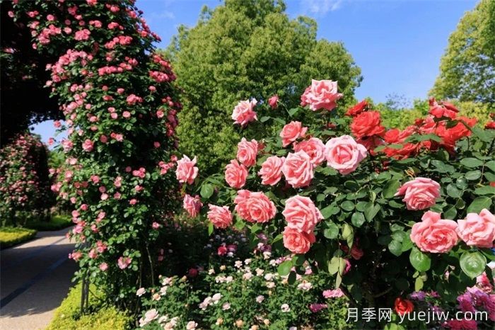 上海月季：申城月季全城開(kāi)，賞月季地圖指南(圖6)