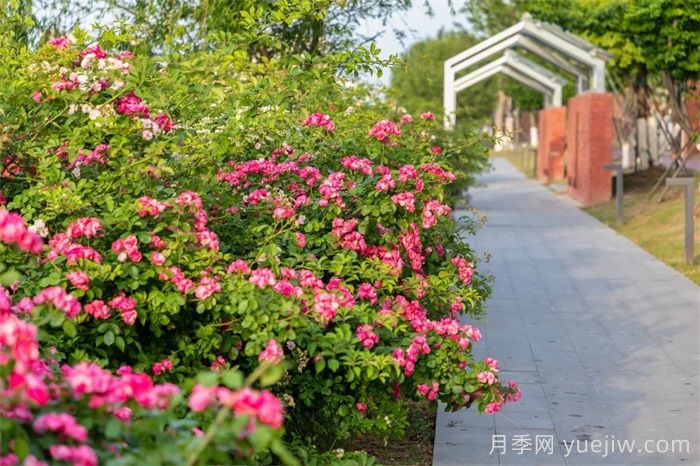 東臺月季：安吉拉開爆，東臺人走花路上班(圖2)