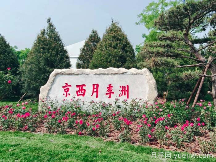 第九屆國際月季大會，北京京西月季洲開啟頂流(圖1)