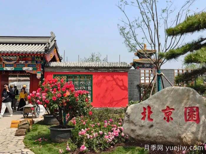 第九屆國際月季大會，北京京西月季洲開啟頂流(圖3)