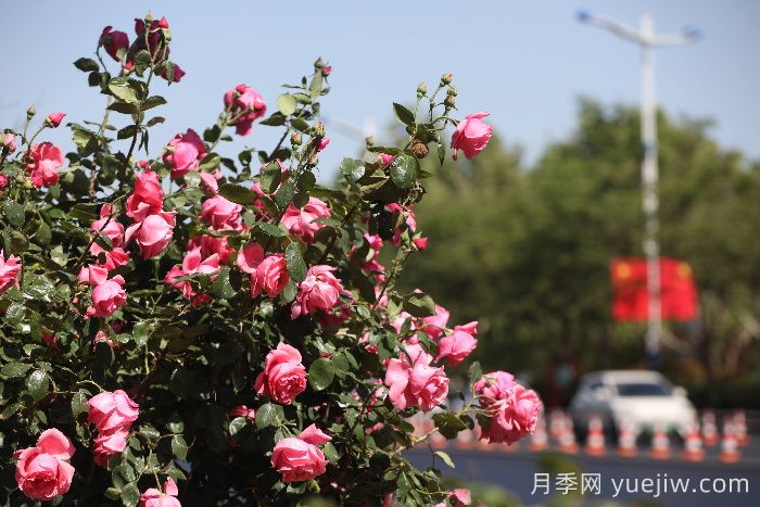 濱州月季：市花月季綻放，繁花似錦惹人醉！(圖1)