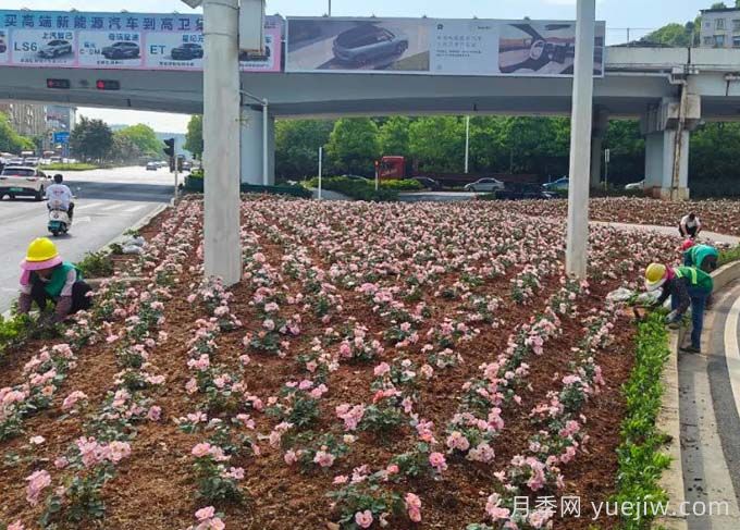 郴州月季：郴州增植月季，月季綻放驚艷花海(圖1)