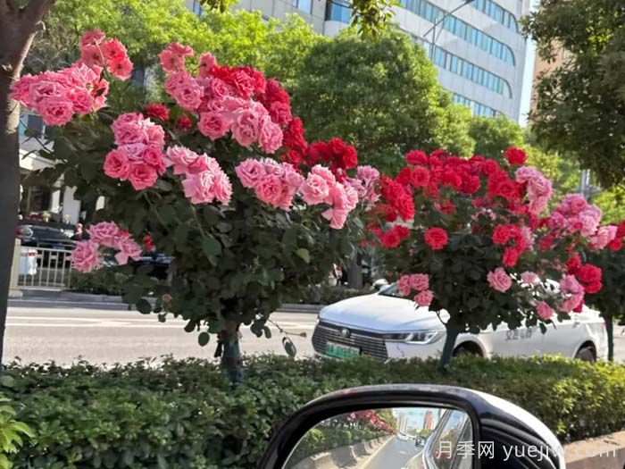 西安月季：一路絢爛，素質(zhì)月季花開滿西安(圖1)