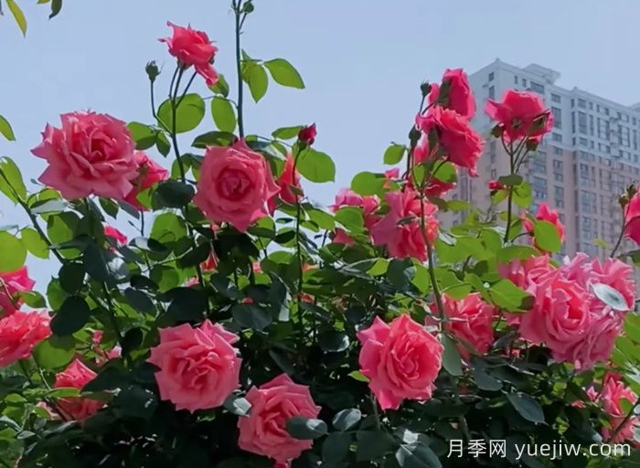 西安月季：一路絢爛，素質(zhì)月季花開滿西安(圖2)