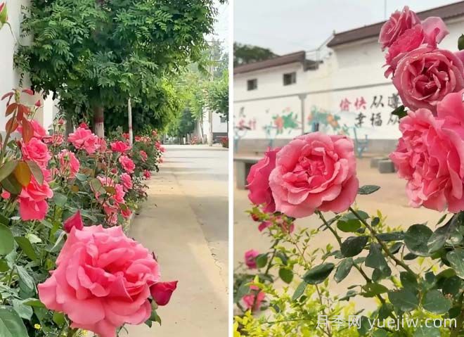 定州月季：東留春鄉(xiāng)月季花開惹人醉(圖1)