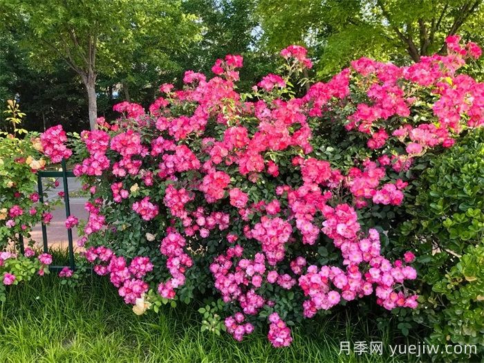 濰坊月季：月季在哪里？主干道萬株月季盛開(圖1)