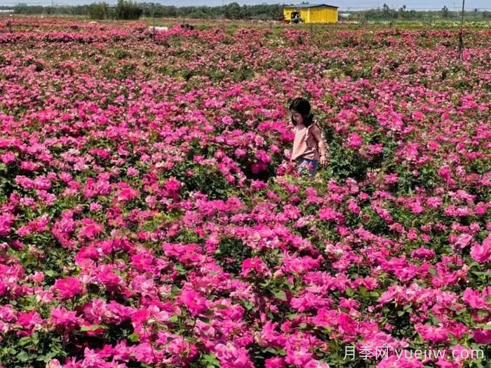 西安月季:西咸新區(qū)300萬株月季花?;鸪鋈?圖1) 西安月季:西咸新區(qū)300萬株月季花?;鸪鋈?圖1)