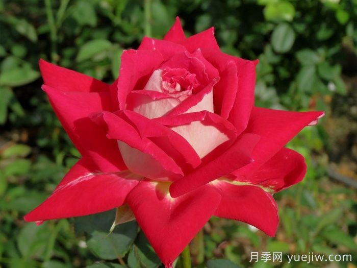 探秘花中皇后：月季不為人知的綺麗世界(圖1)
